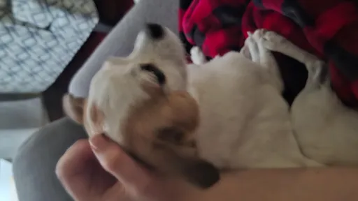 Small dog snuggled in a red blanket, resting on a couch.
