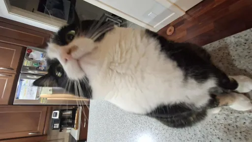 Black and white cat sitting on a kitchen counter.