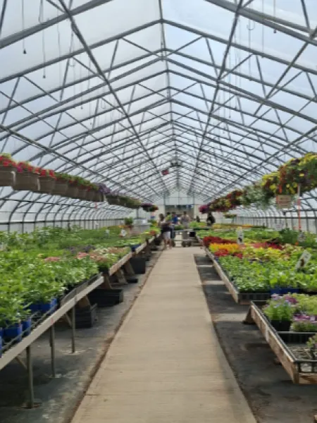 Greenhouse interior with rows of potted plants and a glass ceiling.