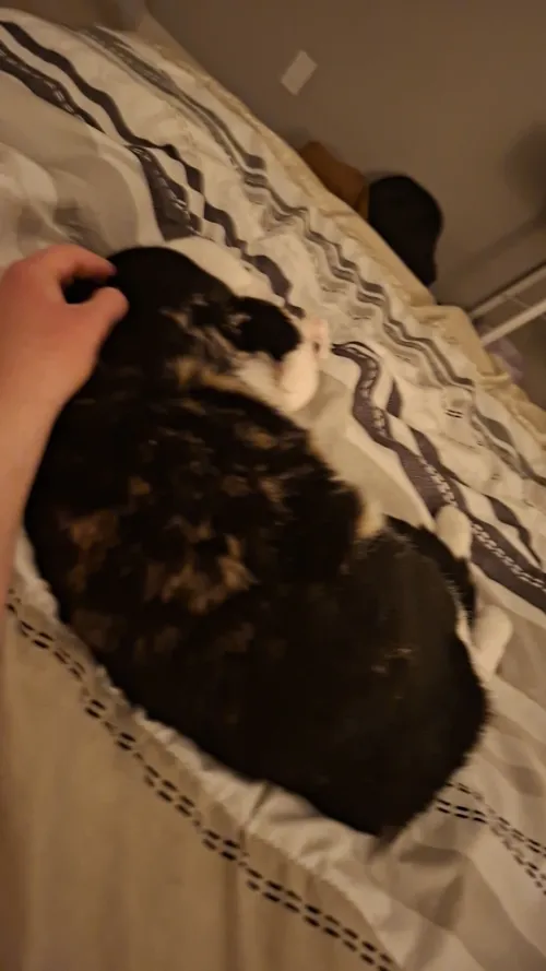 Sleeping calico cat on a patterned bed, being gently petted.