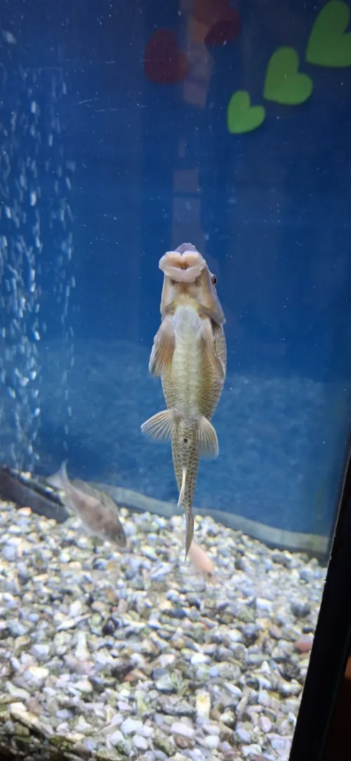 A fish in an aquarium clings to glass, surrounded by pebbles and heart shapes.