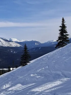 Snowy mountain slope with pine trees against a blue sky.