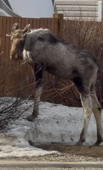 Young moose standing on snowy ground near a fence.