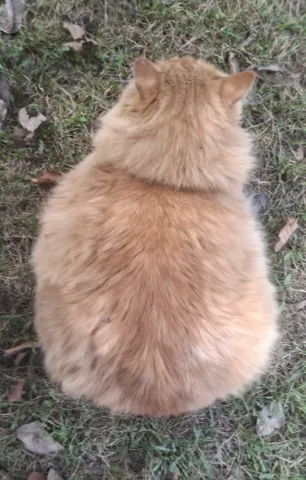 Top view of a fluffy ginger cat sitting on gras